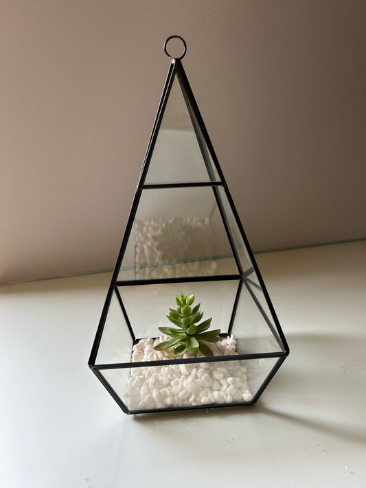 Diamond shaped Plant